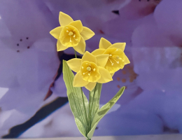 Daffodils