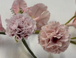 Carnations