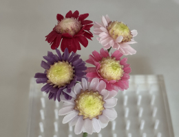 Asters - wired flower spray