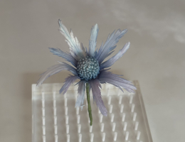 Sea Holly (Eryngium)