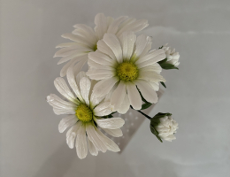 Marguerite daisies