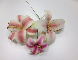 Stargazer lily